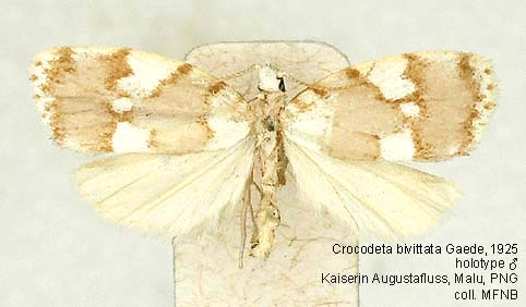 Papua Insects Foundation (Lepidoptera/Erebidae/[Arctiidae]Arctiinae)